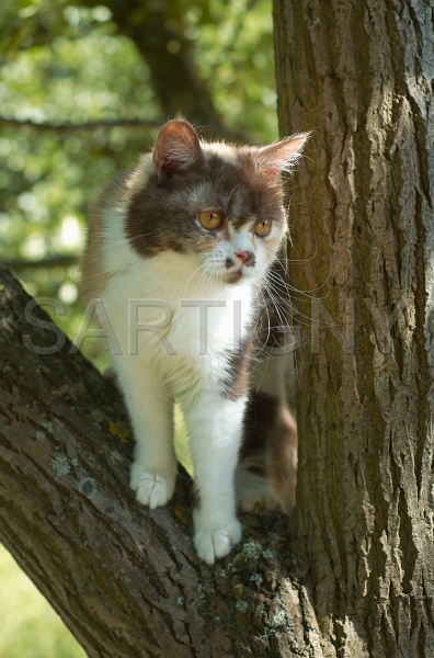 BRITISH SHORTHAIR 077.jpg